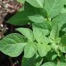 Fotografia 10 da espécie Solanum tuberosum do Jardim Botânico UTAD