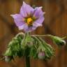 Fotografia 11 da espécie Solanum tuberosum do Jardim Botânico UTAD