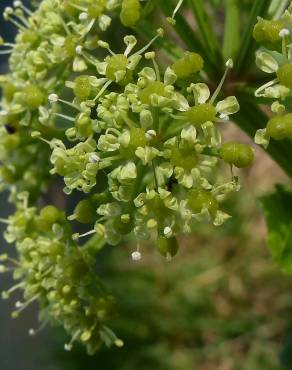 Fotografia 9 da espécie Smyrnium olusatrum no Jardim Botânico UTAD