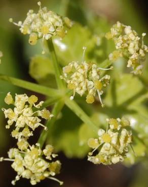 Fotografia 14 da espécie Smyrnium olusatrum no Jardim Botânico UTAD