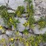 Fotografia 8 da espécie Solanum linnaeanum do Jardim Botânico UTAD