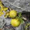 Fotografia 9 da espécie Solanum linnaeanum do Jardim Botânico UTAD