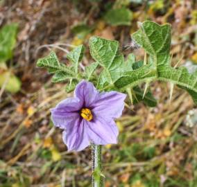 Fotografia da espécie Solanum linnaeanum