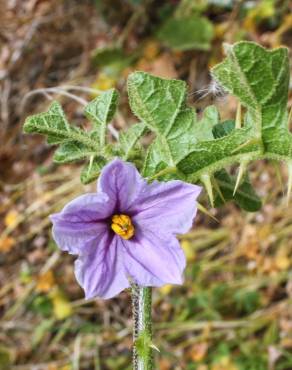 Fotografia 10 da espécie Solanum linnaeanum no Jardim Botânico UTAD