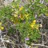 Fotografia 11 da espécie Solanum linnaeanum do Jardim Botânico UTAD