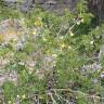 Fotografia 12 da espécie Solanum linnaeanum do Jardim Botânico UTAD