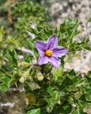 Fotografia da espécie Solanum linnaeanum