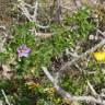 Fotografia 13 da espécie Solanum linnaeanum do Jardim Botânico UTAD