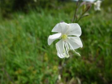 Fotografia da espécie Silene italica