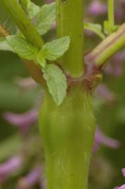 Fotografia da espécie Galeopsis tetrahit
