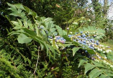 Fotografia da espécie Mahonia japonica