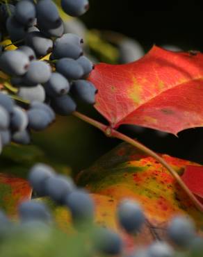 Fotografia 5 da espécie Mahonia japonica no Jardim Botânico UTAD