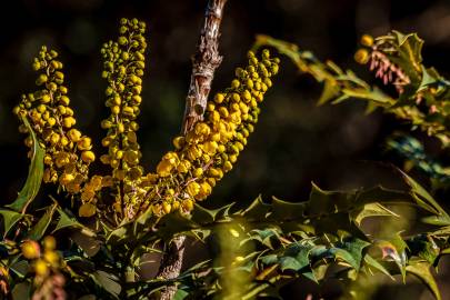 Fotografia da espécie Mahonia japonica