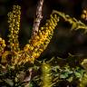Fotografia 6 da espécie Mahonia japonica do Jardim Botânico UTAD