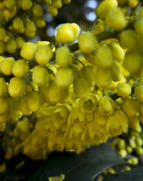 Fotografia 7 da espécie Mahonia japonica no Jardim Botânico UTAD