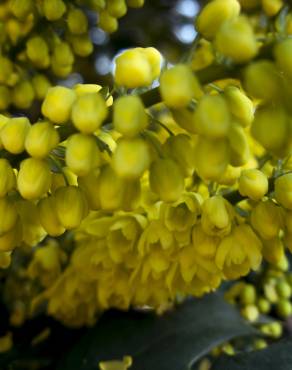 Fotografia 7 da espécie Mahonia japonica no Jardim Botânico UTAD