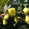Fotografia 10 da espécie Mahonia japonica do Jardim Botânico UTAD