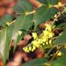 Fotografia 11 da espécie Mahonia japonica do Jardim Botânico UTAD