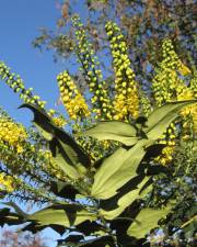 Fotografia da espécie Mahonia japonica