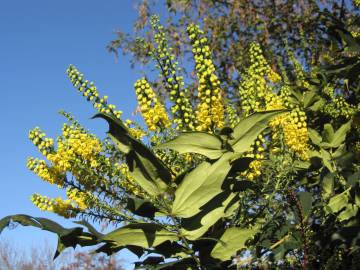 Fotografia da espécie Mahonia japonica