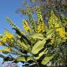 Fotografia 1 da espécie Mahonia japonica do Jardim Botânico UTAD