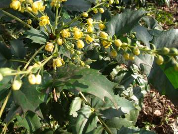 Fotografia da espécie Mahonia japonica