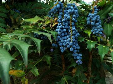 Fotografia da espécie Mahonia aquifolium