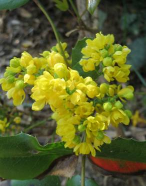 Fotografia 6 da espécie Mahonia aquifolium no Jardim Botânico UTAD