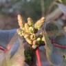 Fotografia 7 da espécie Mahonia aquifolium do Jardim Botânico UTAD