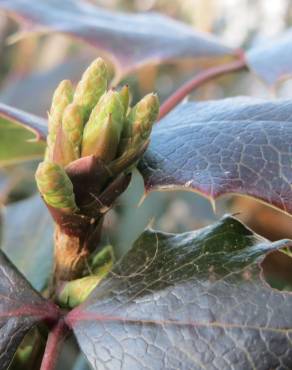 Fotografia 8 da espécie Mahonia aquifolium no Jardim Botânico UTAD