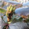 Fotografia 8 da espécie Mahonia aquifolium do Jardim Botânico UTAD