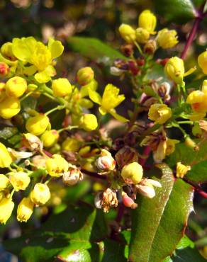 Fotografia 11 da espécie Mahonia aquifolium no Jardim Botânico UTAD