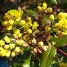 Fotografia 11 da espécie Mahonia aquifolium do Jardim Botânico UTAD