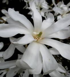 Fotografia da espécie Magnolia stellata