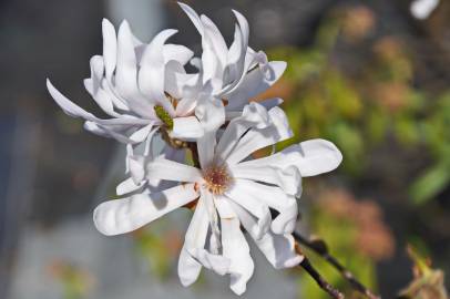 Fotografia da espécie Magnolia stellata