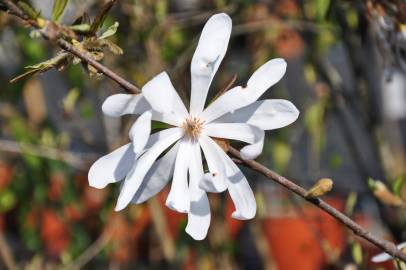 Fotografia da espécie Magnolia stellata