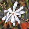 Fotografia 7 da espécie Magnolia stellata do Jardim Botânico UTAD