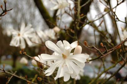 Fotografia da espécie Magnolia stellata