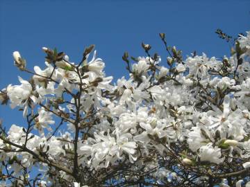 Fotografia da espécie Magnolia stellata