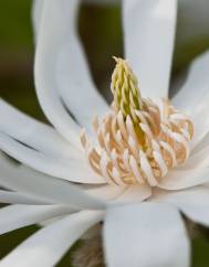 Magnolia stellata