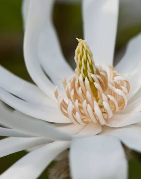 Fotografia 1 da espécie Magnolia stellata no Jardim Botânico UTAD