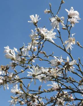 Fotografia 11 da espécie Magnolia stellata no Jardim Botânico UTAD