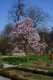 Fotografia da espécie Magnolia stellata