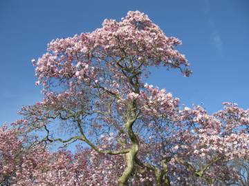 Fotografia da espécie Magnolia stellata