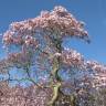 Fotografia 13 da espécie Magnolia stellata do Jardim Botânico UTAD