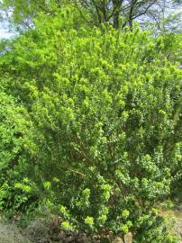 Fotografia da espécie Ligustrum sinense var. sinense