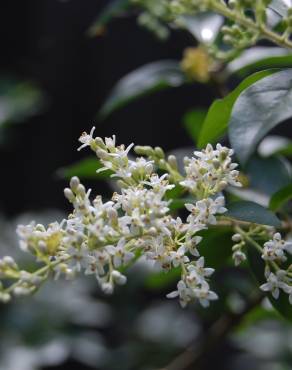 Fotografia 4 da espécie Ligustrum sinense var. sinense no Jardim Botânico UTAD