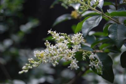 Fotografia da espécie Ligustrum sinense var. sinense