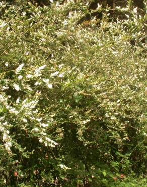 Fotografia 7 da espécie Ligustrum sinense var. sinense no Jardim Botânico UTAD