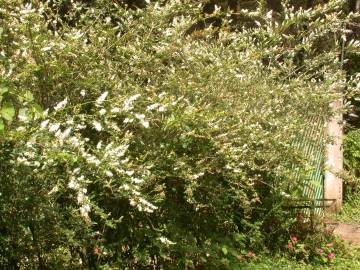 Fotografia da espécie Ligustrum sinense var. sinense